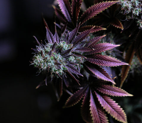 Closeup of Cannabis Flower and Leaves